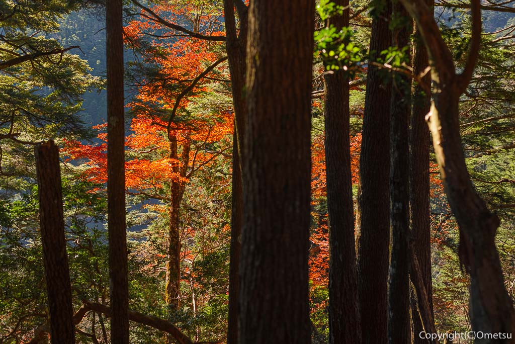 雲取山・三峯登山道の紅葉の森