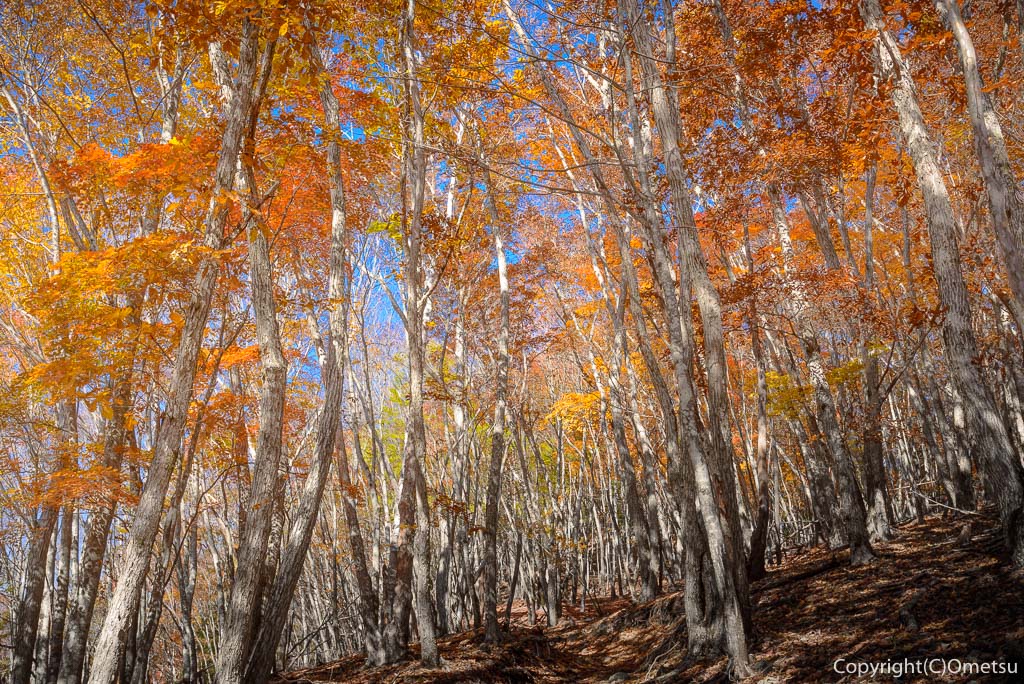 雲取山・三峯登山道の、お清平の紅葉の森