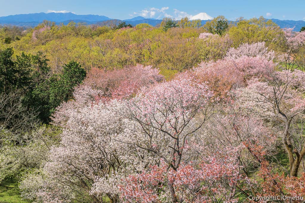 東京都・西多摩エリア・瑞穂町、六道山公園からの、富士山と桜