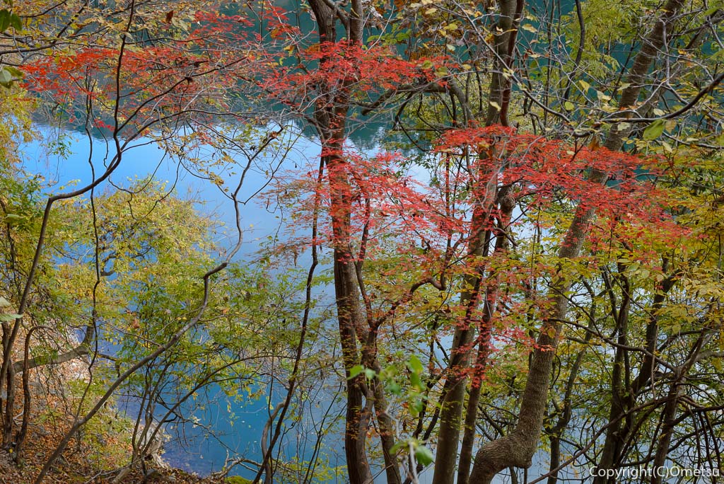 奥多摩町、奥多摩湖「いこいの路」の、紅葉と水面