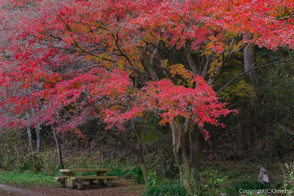 東京都・あきる野市、小峰公園の、紅葉