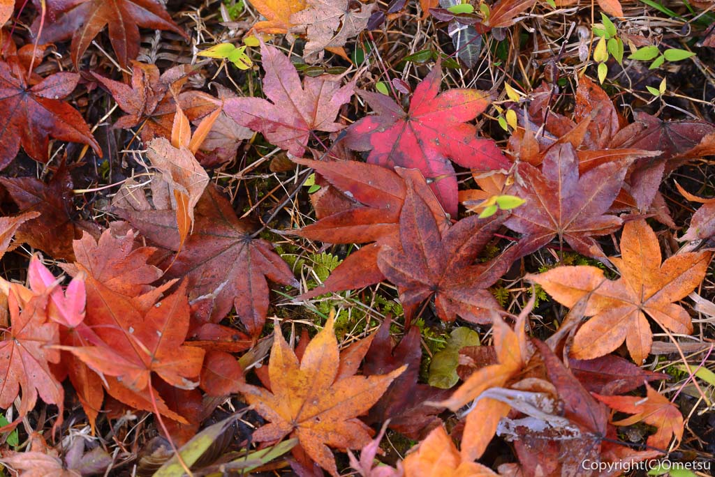 東京都・あきる野市、広徳寺・本堂裏の、紅葉の落ち葉