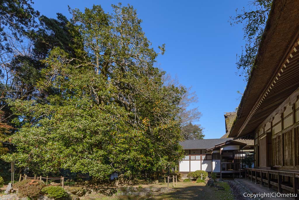 東京都・あきる野市、広徳寺・本堂裏の、タラヨウの大木