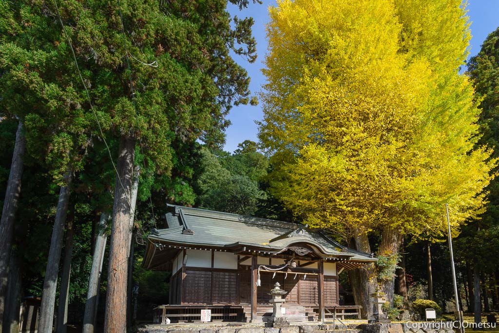 青梅市・石神社のイチョウの黄葉