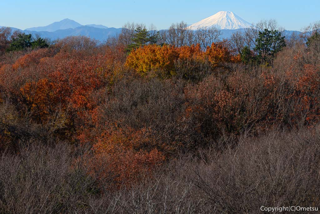 東京都・瑞穂町・六道山公園からの、富士山と紅葉