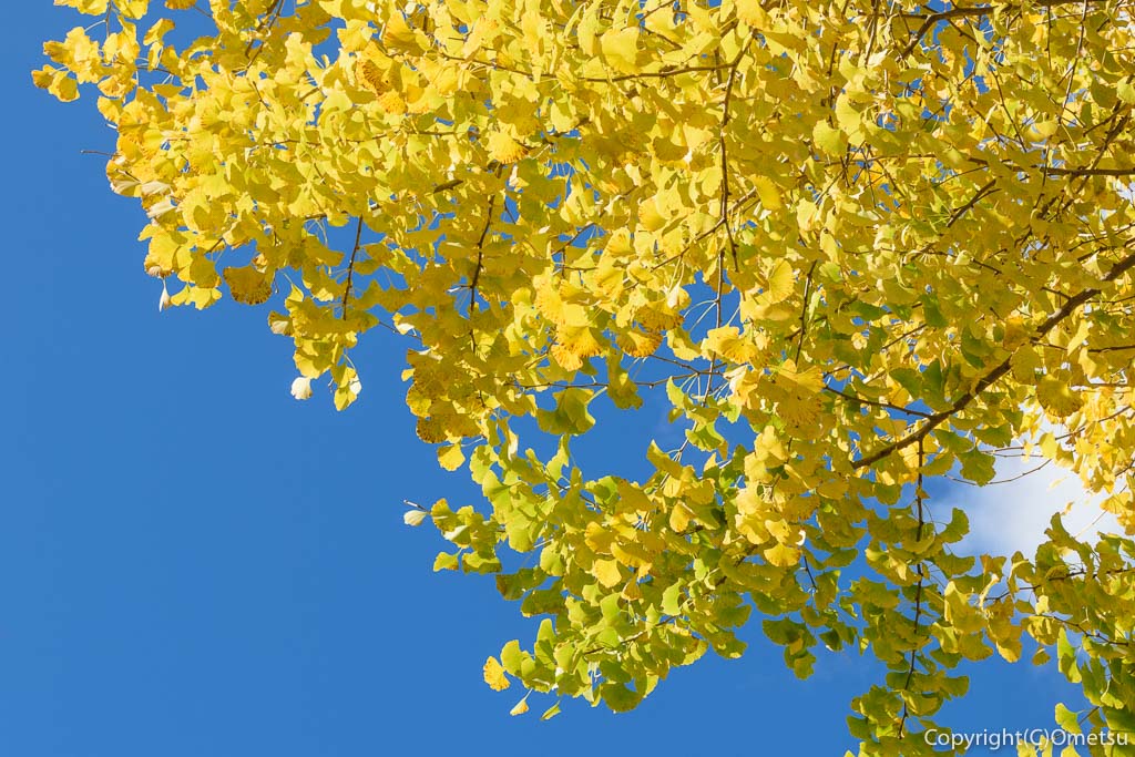 青梅市・JR石神社駅近くの、石神社・イチョウの黄葉の葉