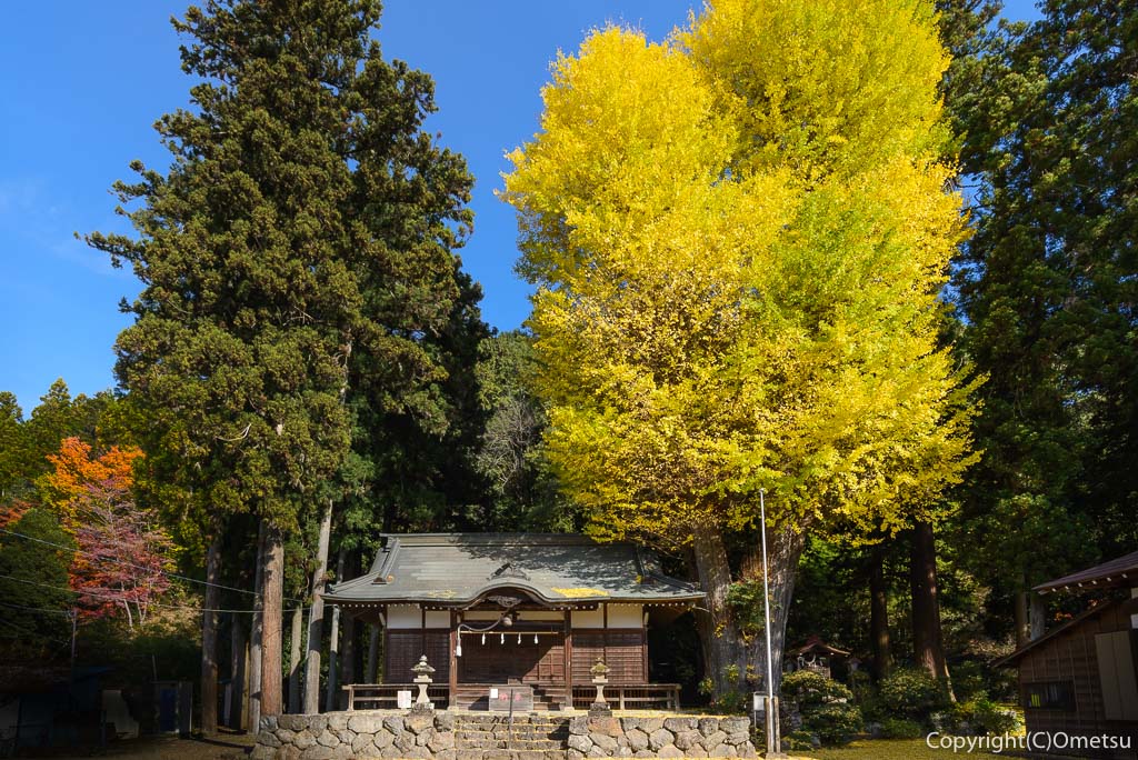 青梅市・石神社のイチョウ