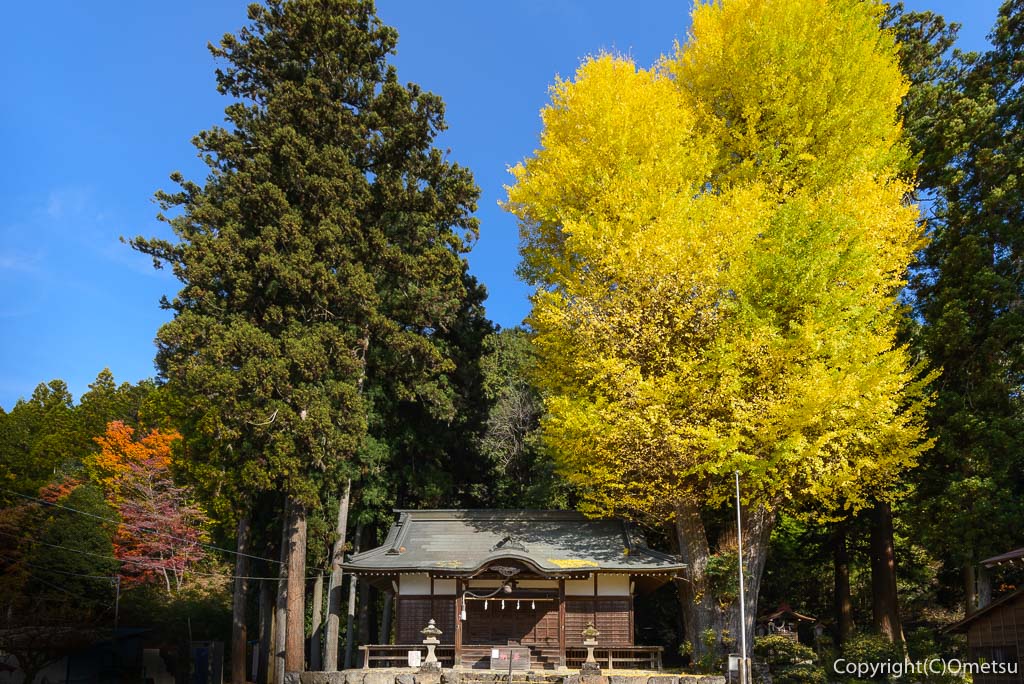 青梅市・JR石神社駅近くの、石神社・イチョウの黄葉と拝殿