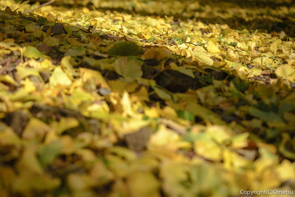 青梅市・JR石神社駅近くの、石神社・イチョウの黄葉の落ち葉