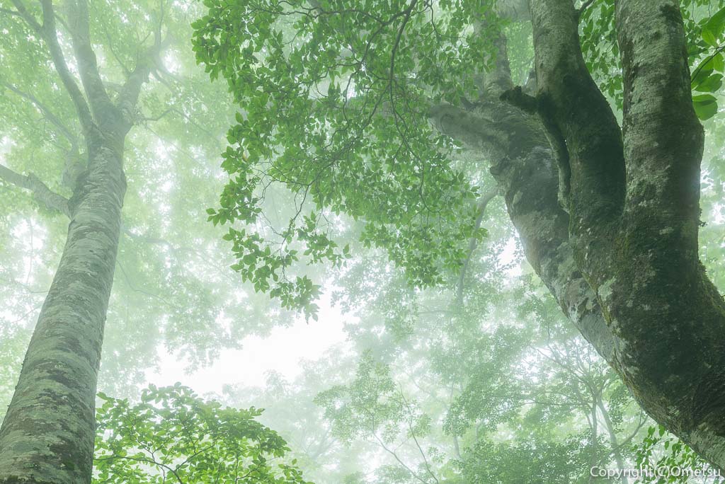 東京都・檜原村・都民の森の、ブナ林