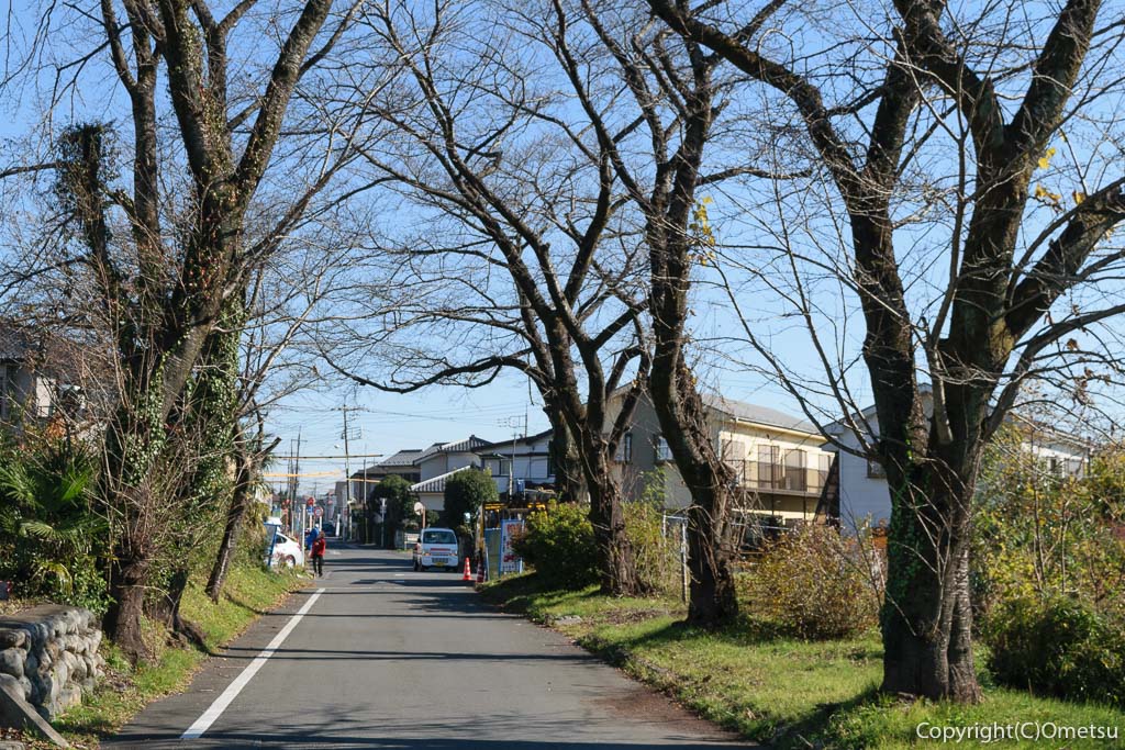 羽村山口軽便鉄道・廃線跡の桜並木