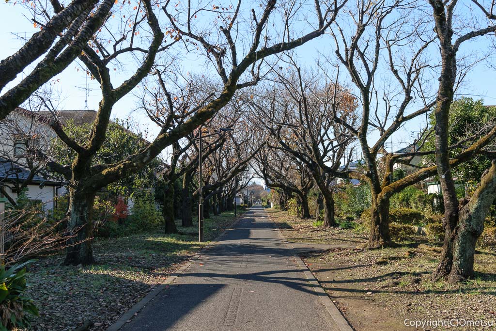 羽村山口軽便鉄道・廃線跡、野山北自転車歩道の桜並木