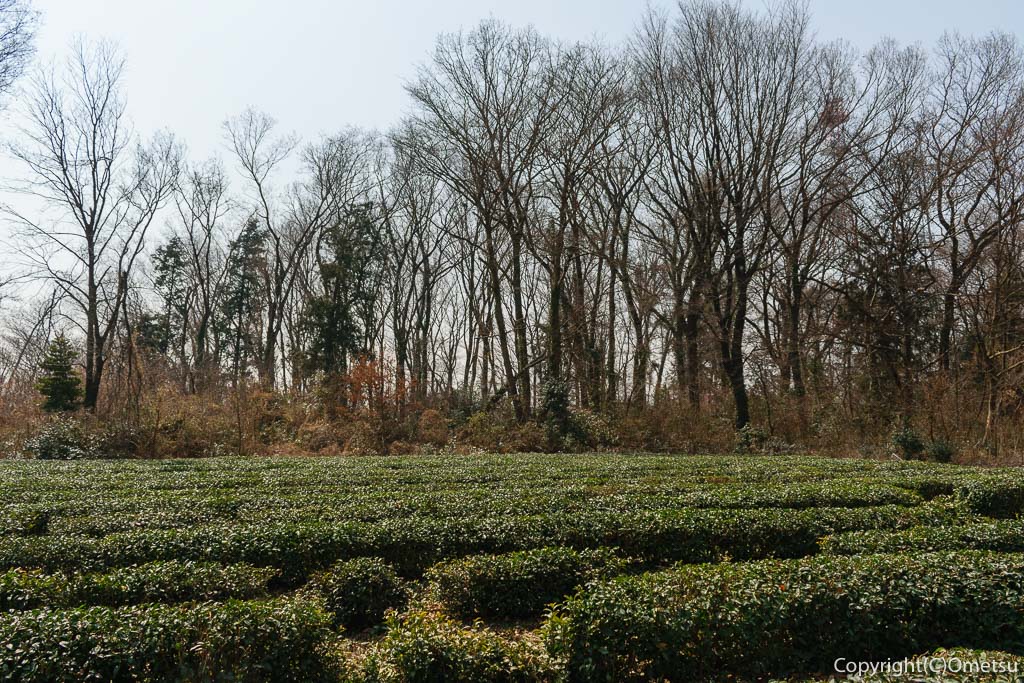 青梅市・今井の大東神社付近の茶畑