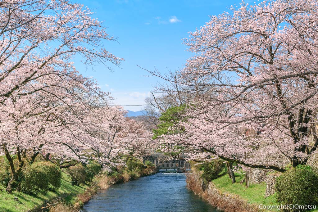 羽村の堰付近の玉川上水の桜並木