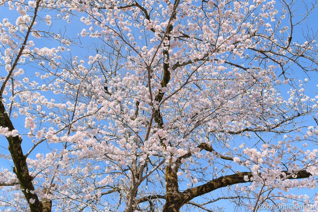 羽村の堰近くの、玉川上水の桜
