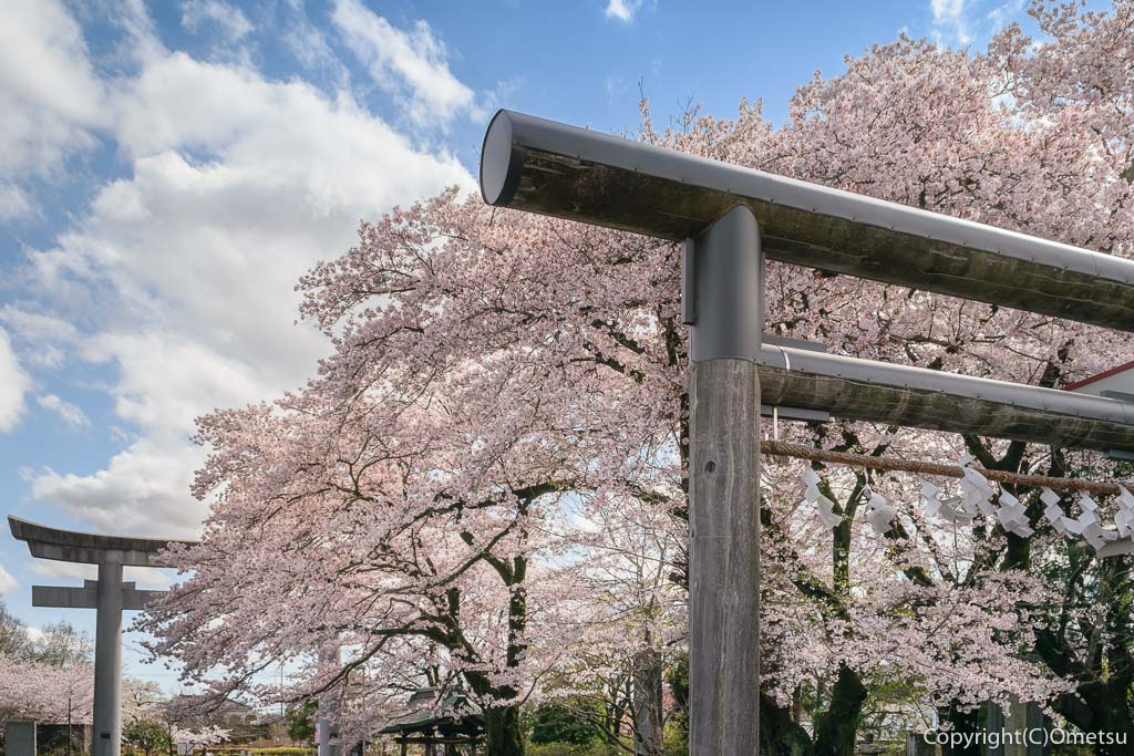 青梅市・新町・御嶽神社の、参道のソメイヨシノの桜