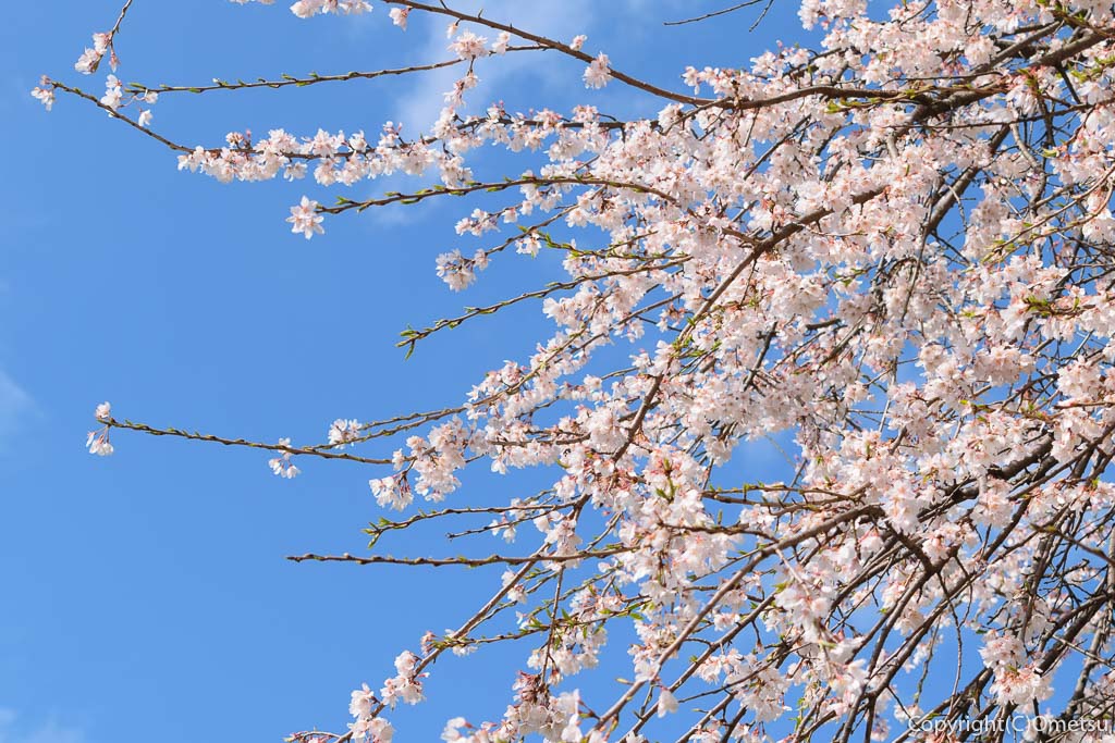 青梅市・新町・御嶽神社の桜と青空