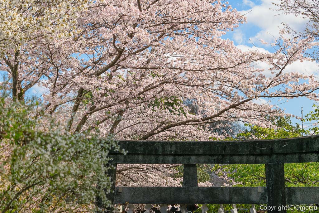 青梅市・新町・御嶽神社の、桜