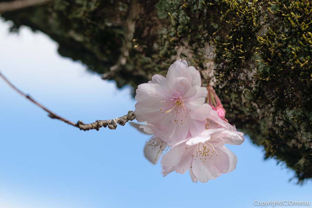 青梅市・新町・御嶽神社の、シオガマ桜