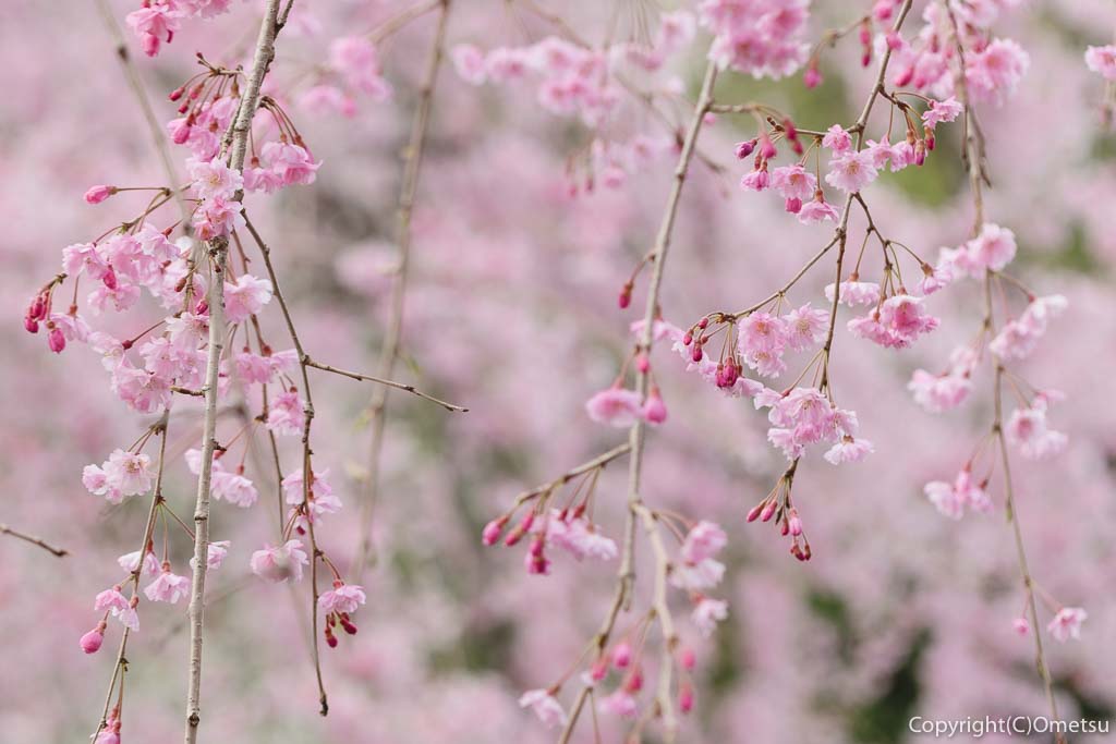 青梅市・新町・御嶽神社の、ピンクの枝垂れ桜