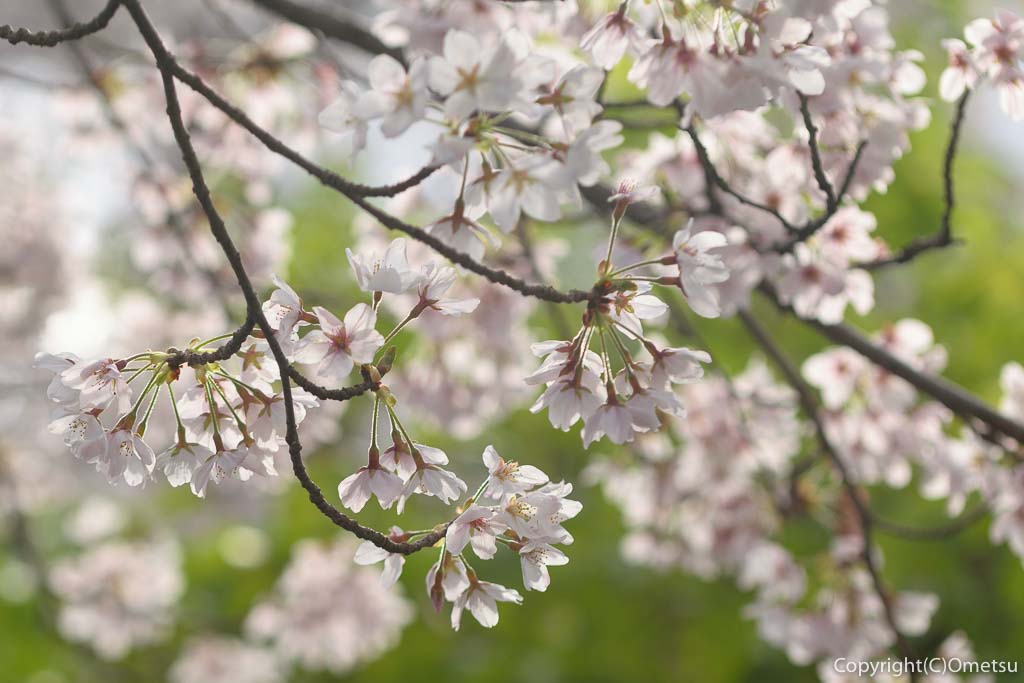 青梅市・新町・御嶽神社の桜
