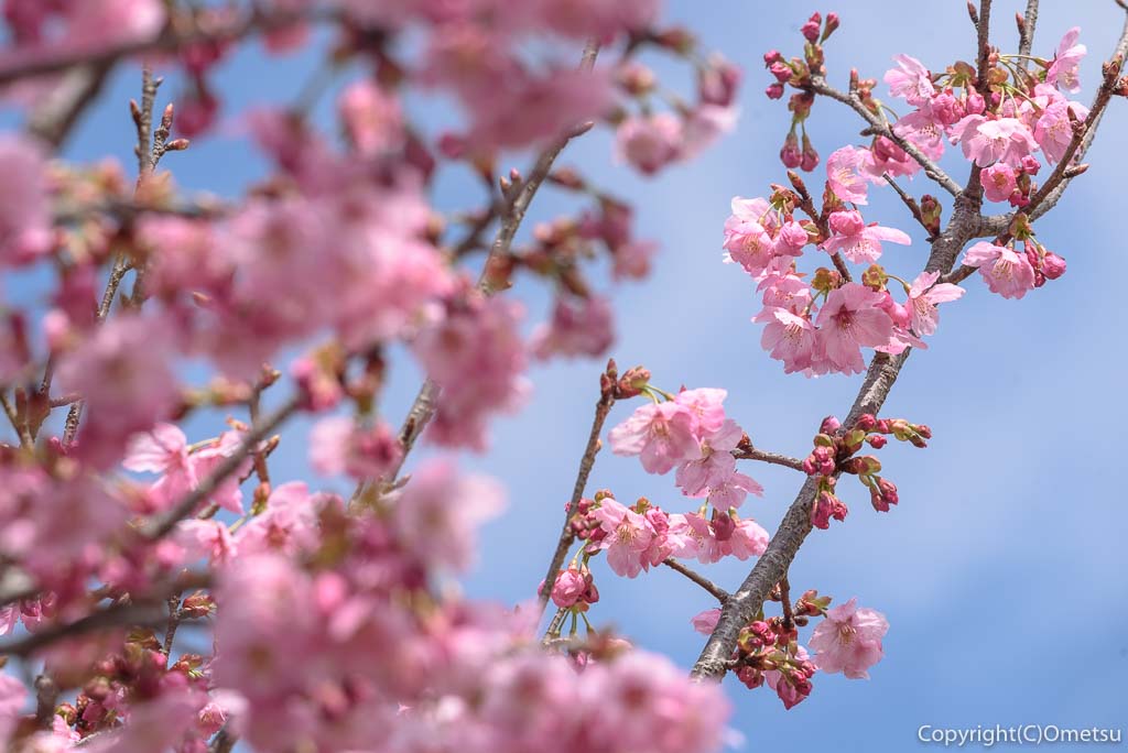 青梅市・谷野の真浄寺の、陽光桜