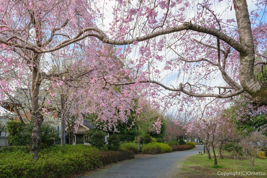 青梅市・新町・御嶽神社近くの遊歩道の、枝垂れ桜