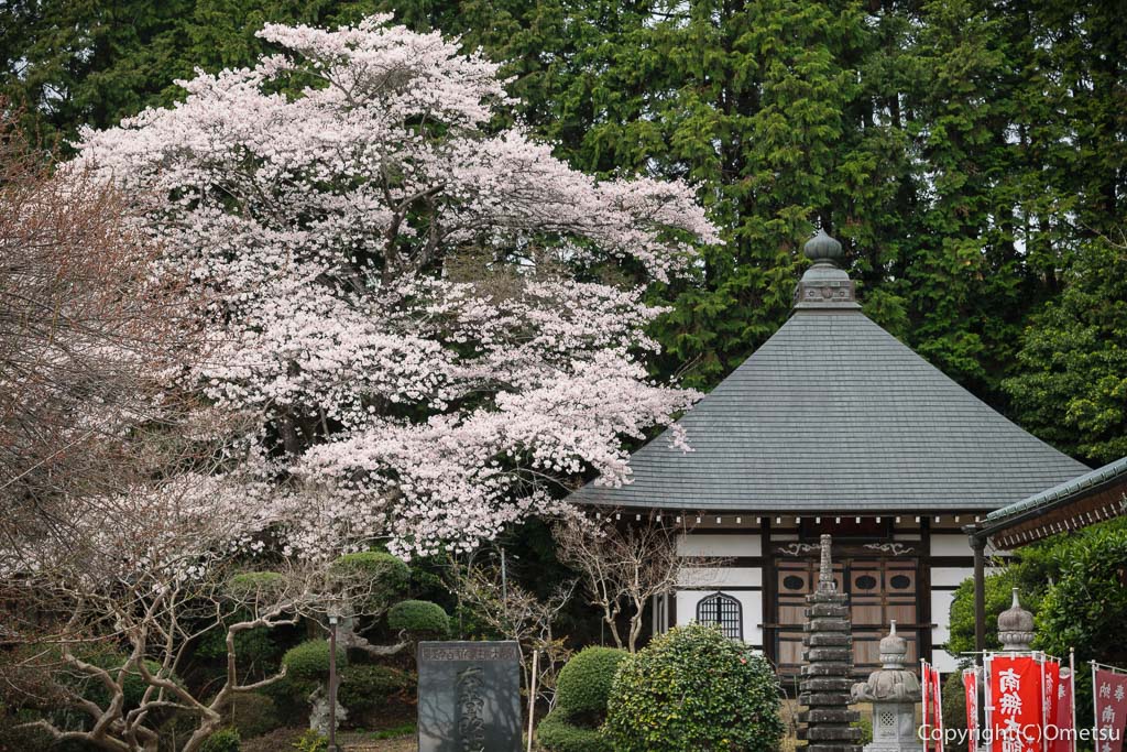青梅市・谷野の真浄寺の堂宇と、ソメイヨシノの桜