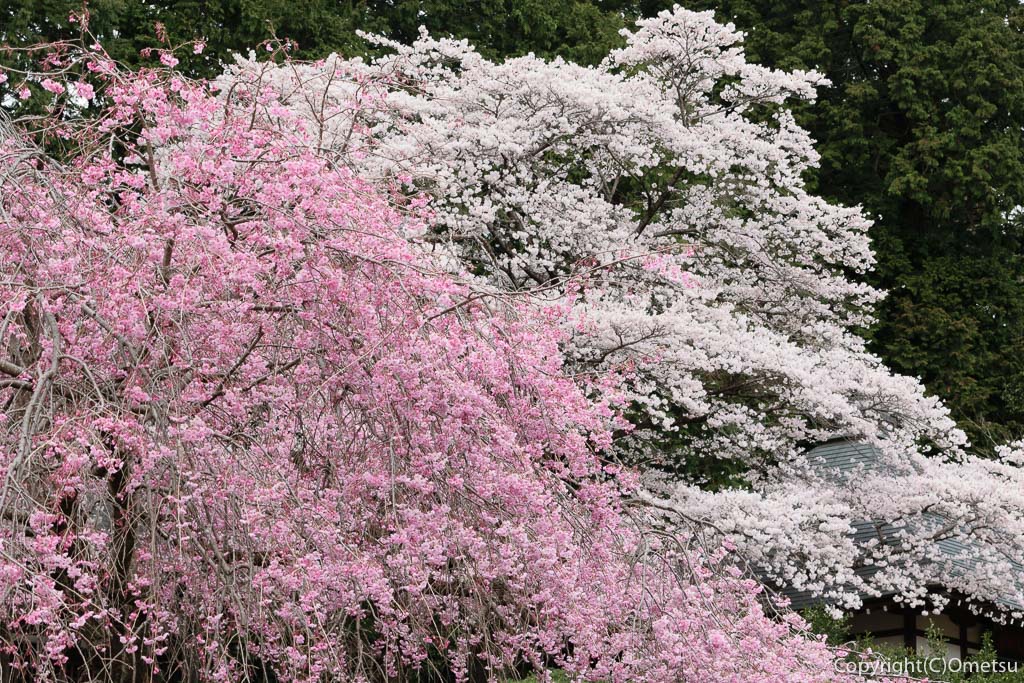 青梅市・谷野の真浄寺の、枝垂れ桜と、ソメイヨシノ
