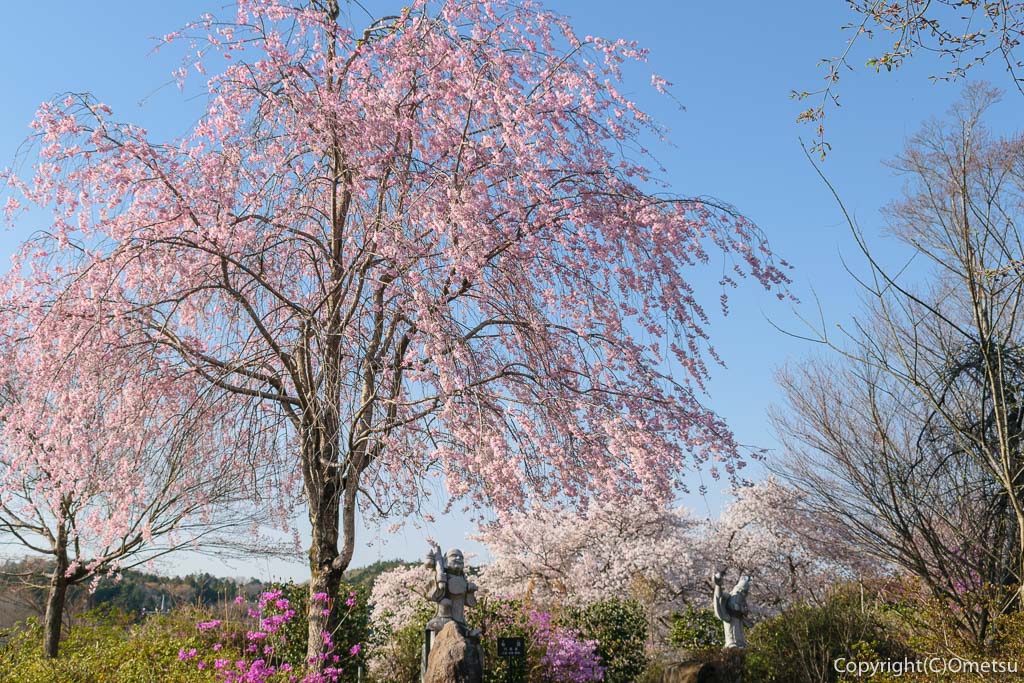 青梅市・報恩寺の、七福神・参道の枝垂れ桜