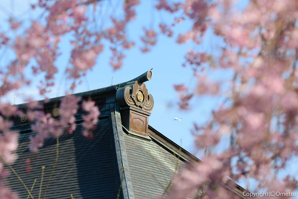青梅市・報恩寺の、本堂と、枝垂れ桜