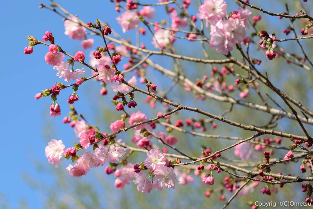青梅市・報恩寺の、八重桜
