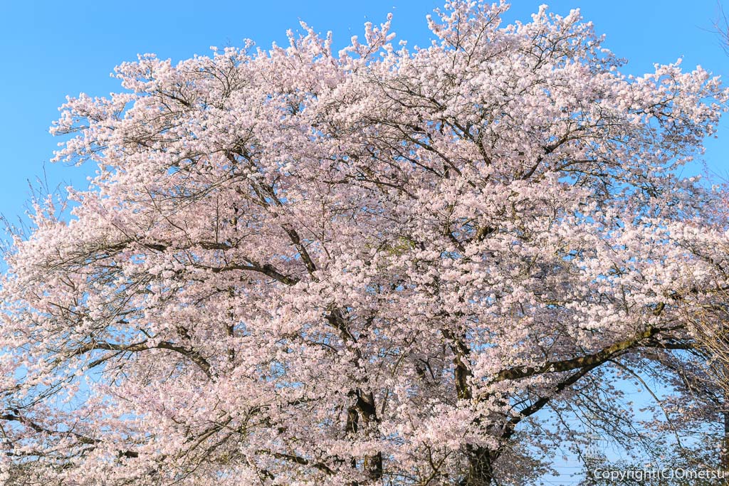 青梅市・報恩寺近くの、霞川沿いのソメイヨシノの桜