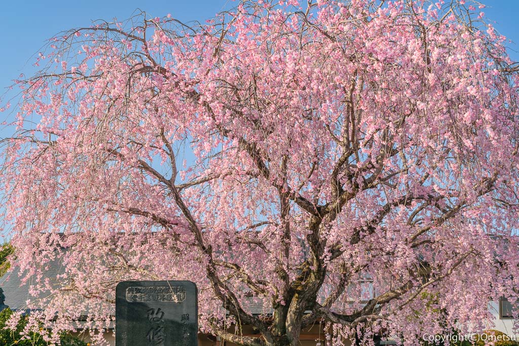 青梅市・報恩寺の、枝垂れ桜