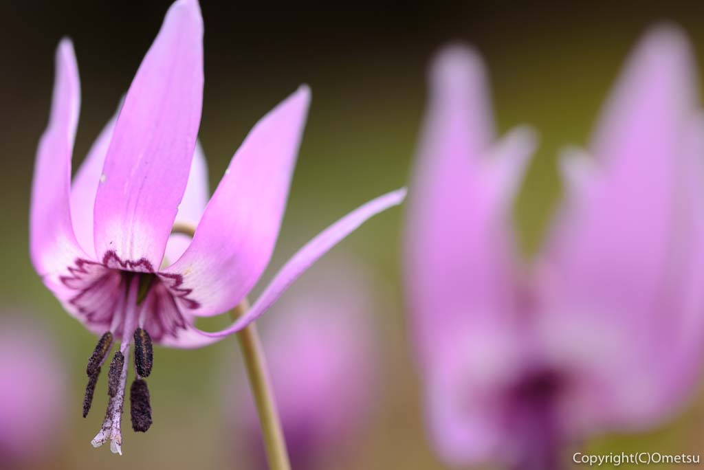 飯能市指定天然記念物 カタクリ・イカリソウの群落地の、カタクリの花