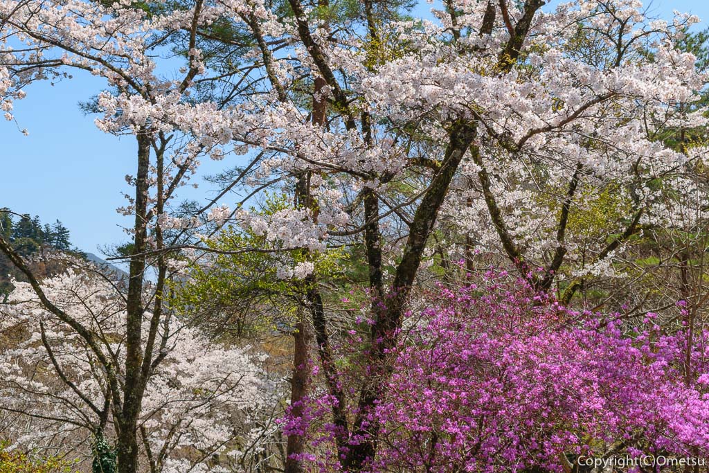 奥多摩町・奥多摩湖（小河内ダム）のソメイヨシノの桜とツツジ