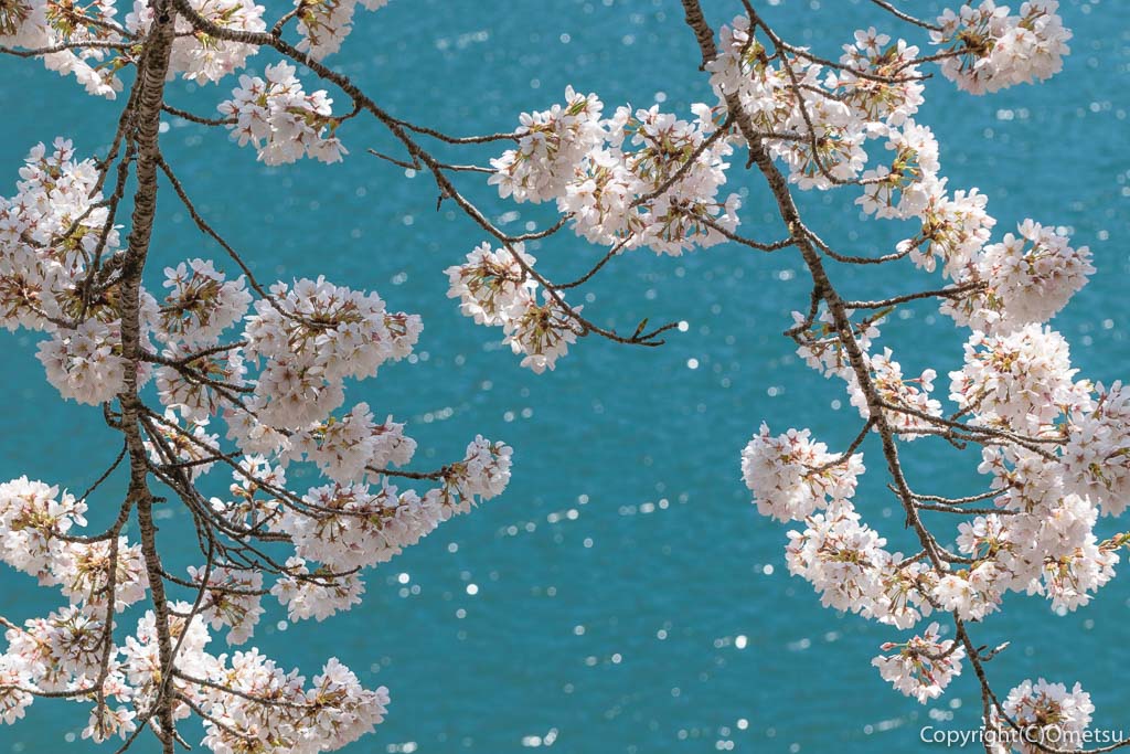 奥多摩町・奥多摩湖（小河内ダム）の桜と水面