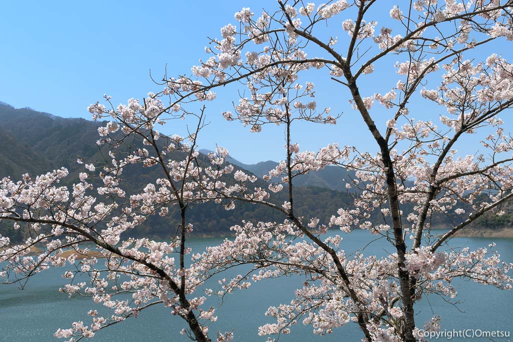 奥多摩町・奥多摩湖（小河内ダム）のソメイヨシノの桜