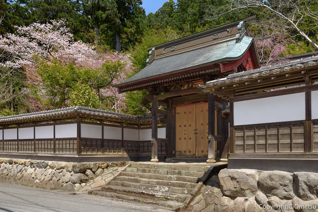 あきる野市・大悲願寺の、桜