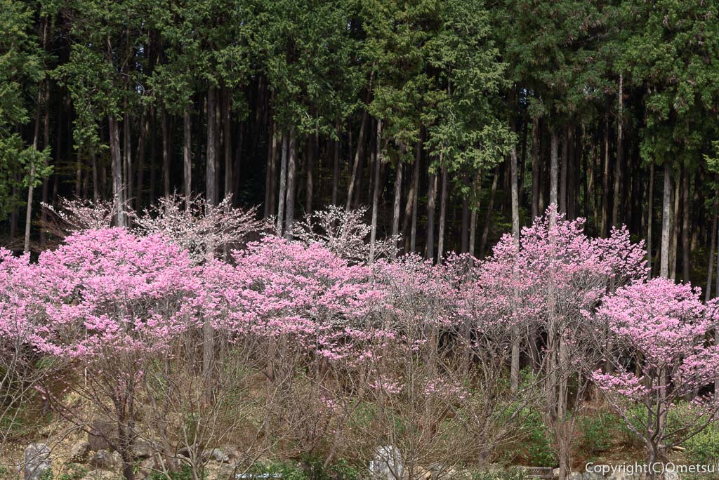 あきる野市・大悲願寺のお砂踏み・陽光桜