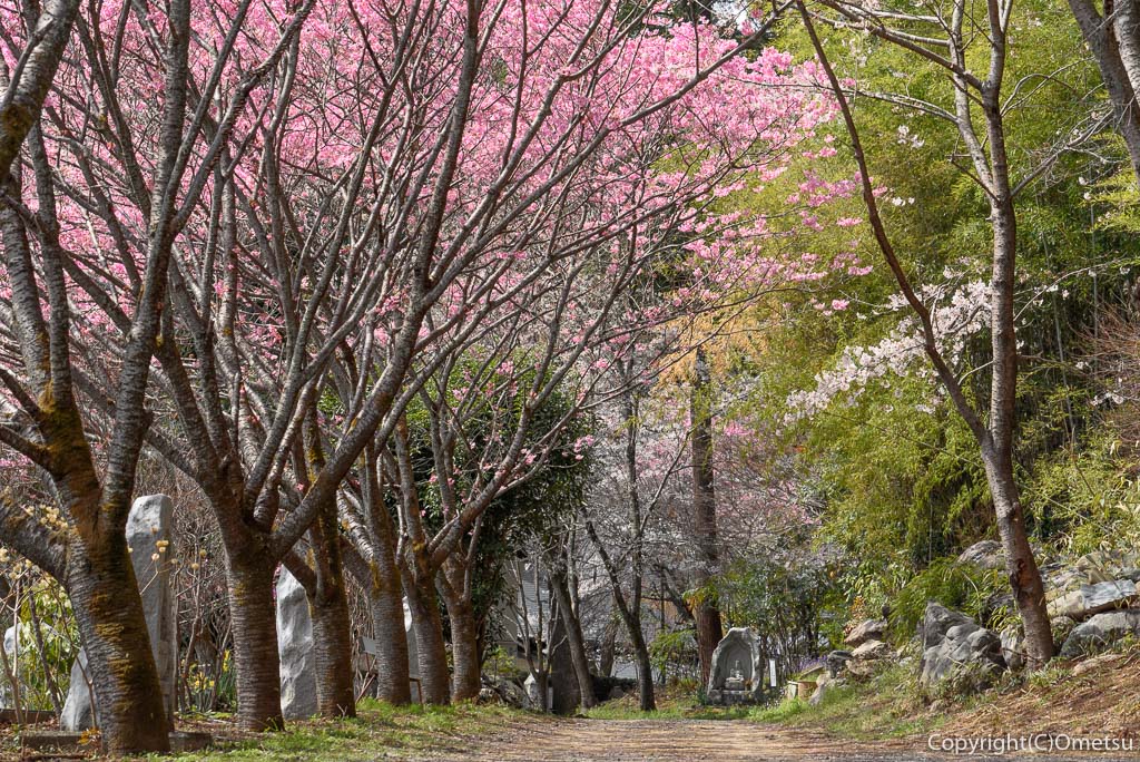 あきる野市・大悲願寺のお砂踏み・陽光桜