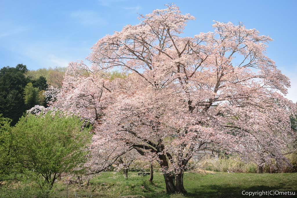 飯能市の、岩渕の一本桜
