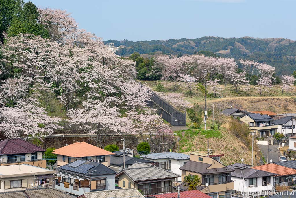 あきる野市・横沢丘陵から、桜と日の出団地の新興住宅地