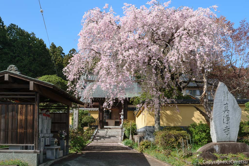 青梅市・真浄寺の枝垂れ桜