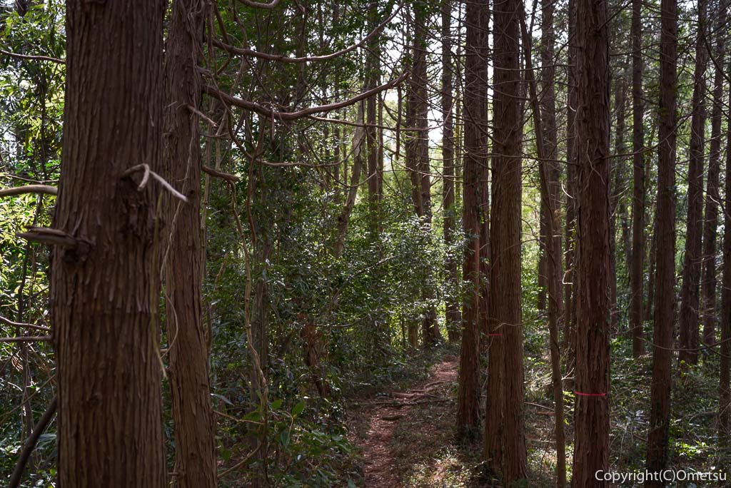あきる野市・横沢丘陵の登山道の、杉林