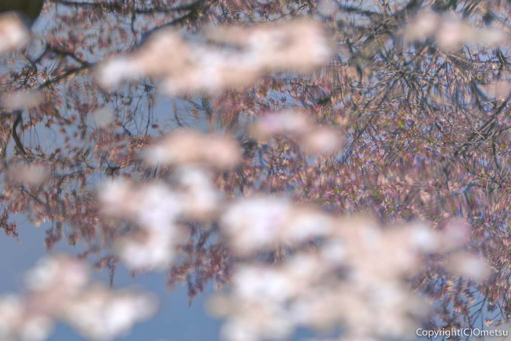 青梅市・谷野の真浄寺の池と桜
