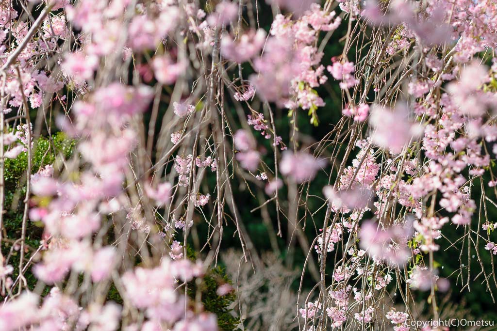 青梅市・谷野の真浄寺の、枝垂れ桜