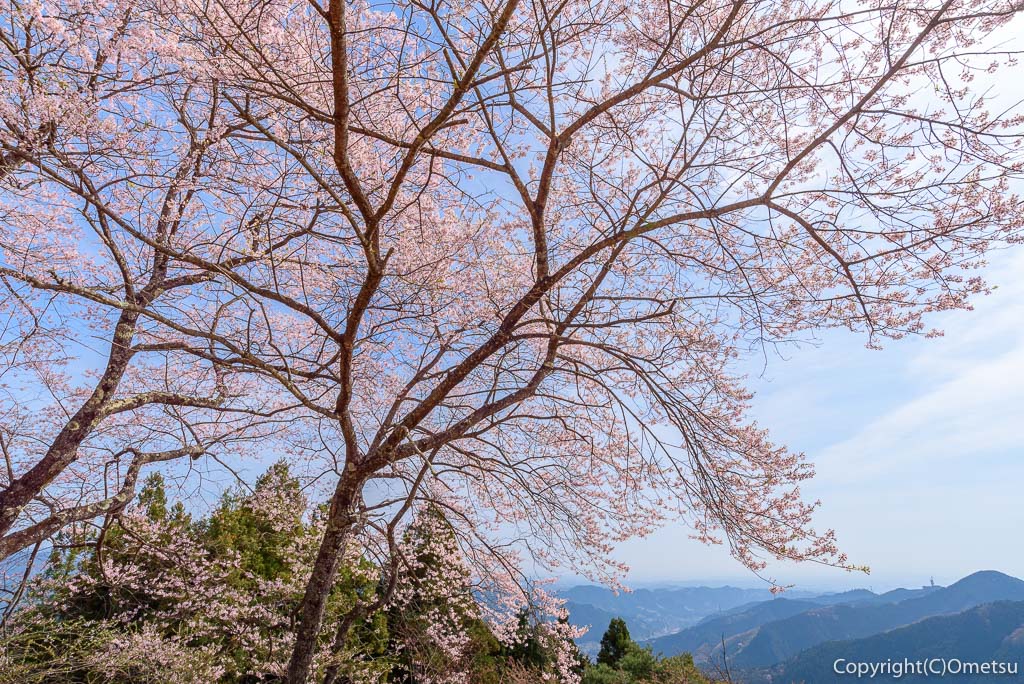 東京都青梅市・御岳山の桜と、山並み