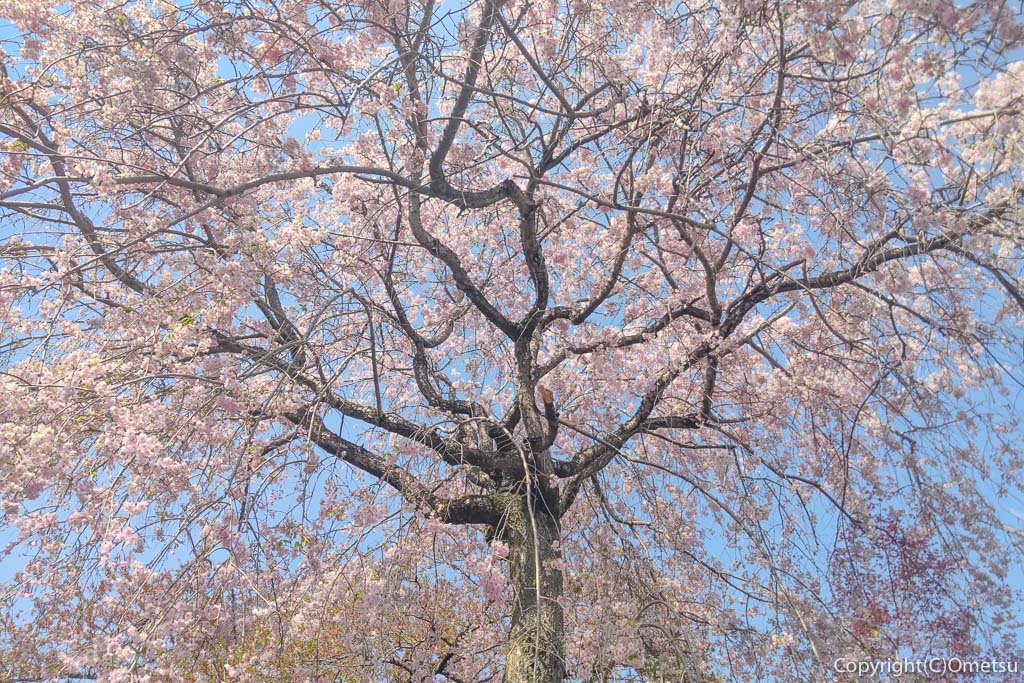 青梅市・谷野の真浄寺の、枝垂れ桜
