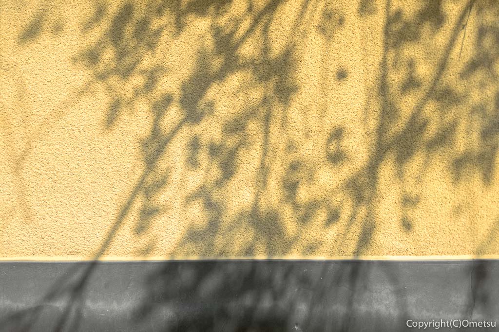 青梅市・谷野の真浄寺の、枝垂れ桜の影